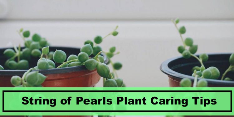 6 Best String Of Pearls Plant Caring Tips For 2020 Plants Spark Joy
