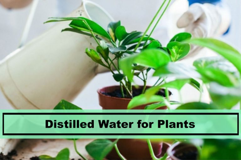 Using Distilled Water for Plants Tips for 2019 Plants