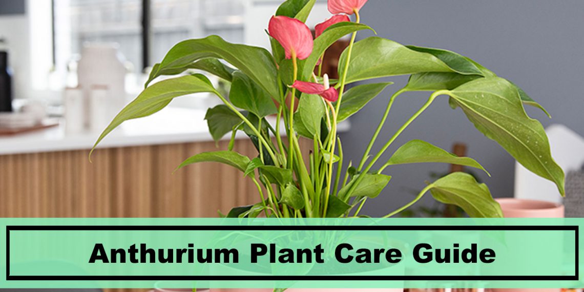 anthurium plant fertilizer