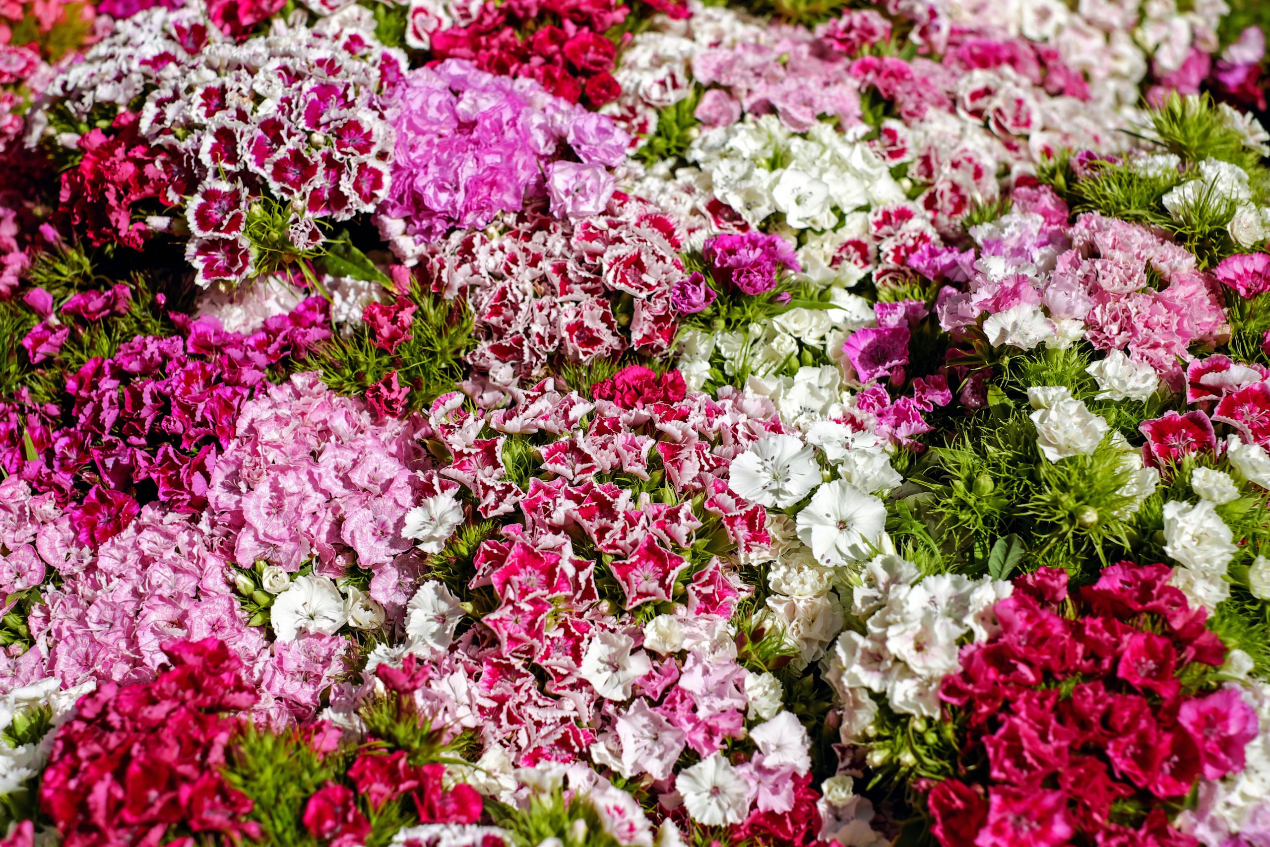 Only the petals of the Carnation flower is edible.