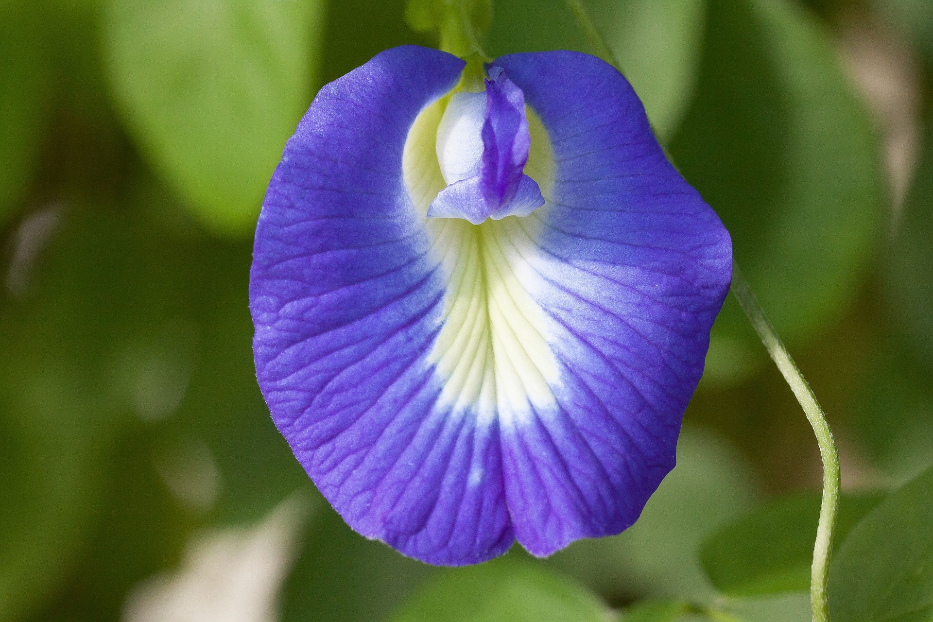 Butterfly Pea Flower