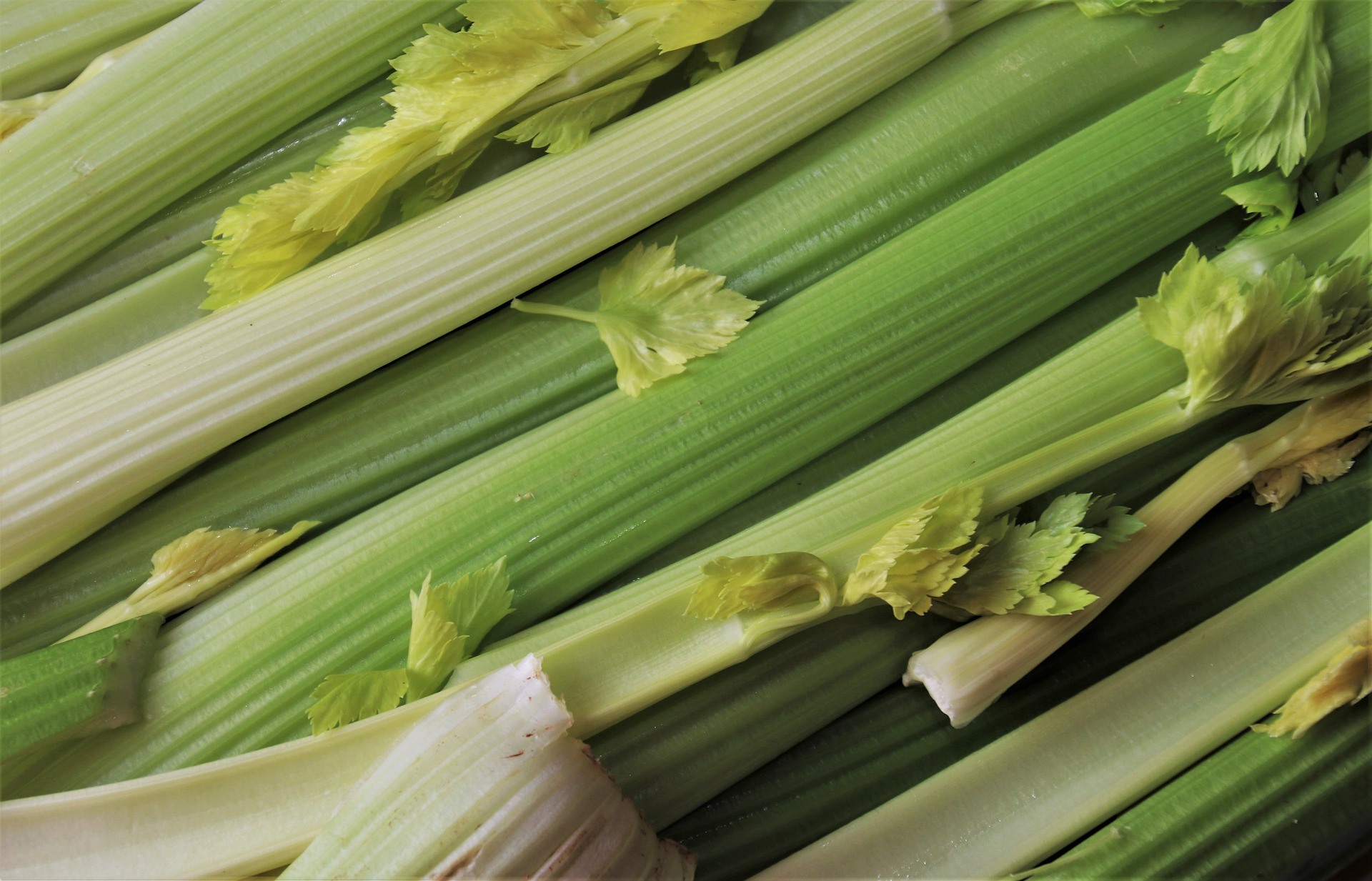 Ancient farmers where the first to ask, how to grow celery?