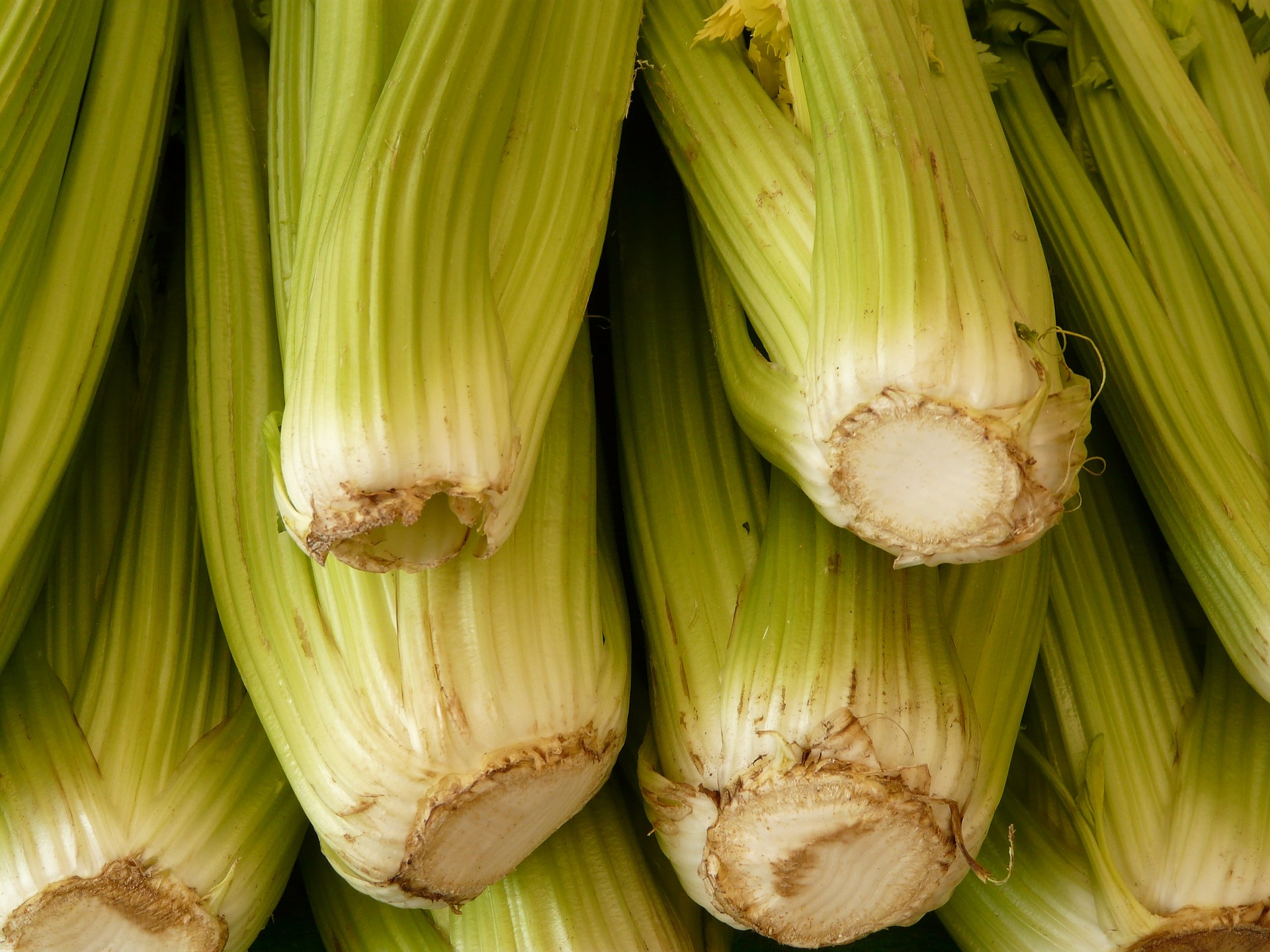 You can use any kind of celery you want!