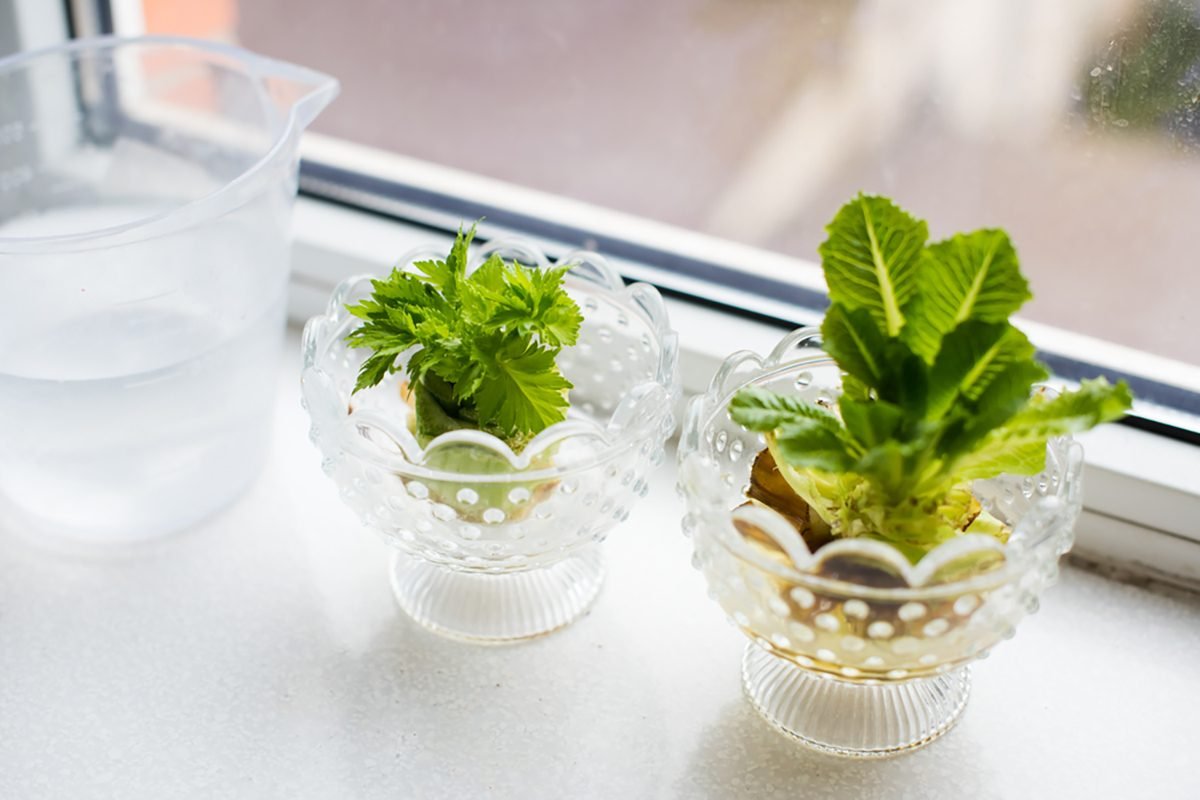 Do not let it stay in water for too long, that will cause root rot.