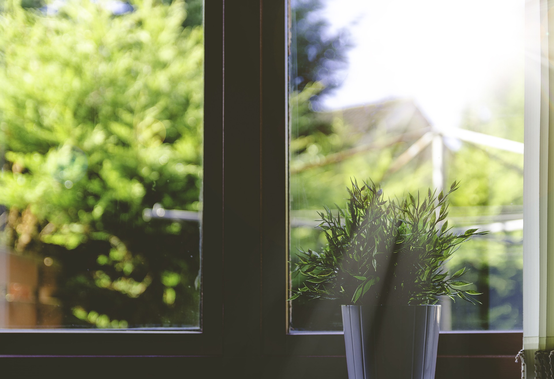 For new growth, all plants need the sun.