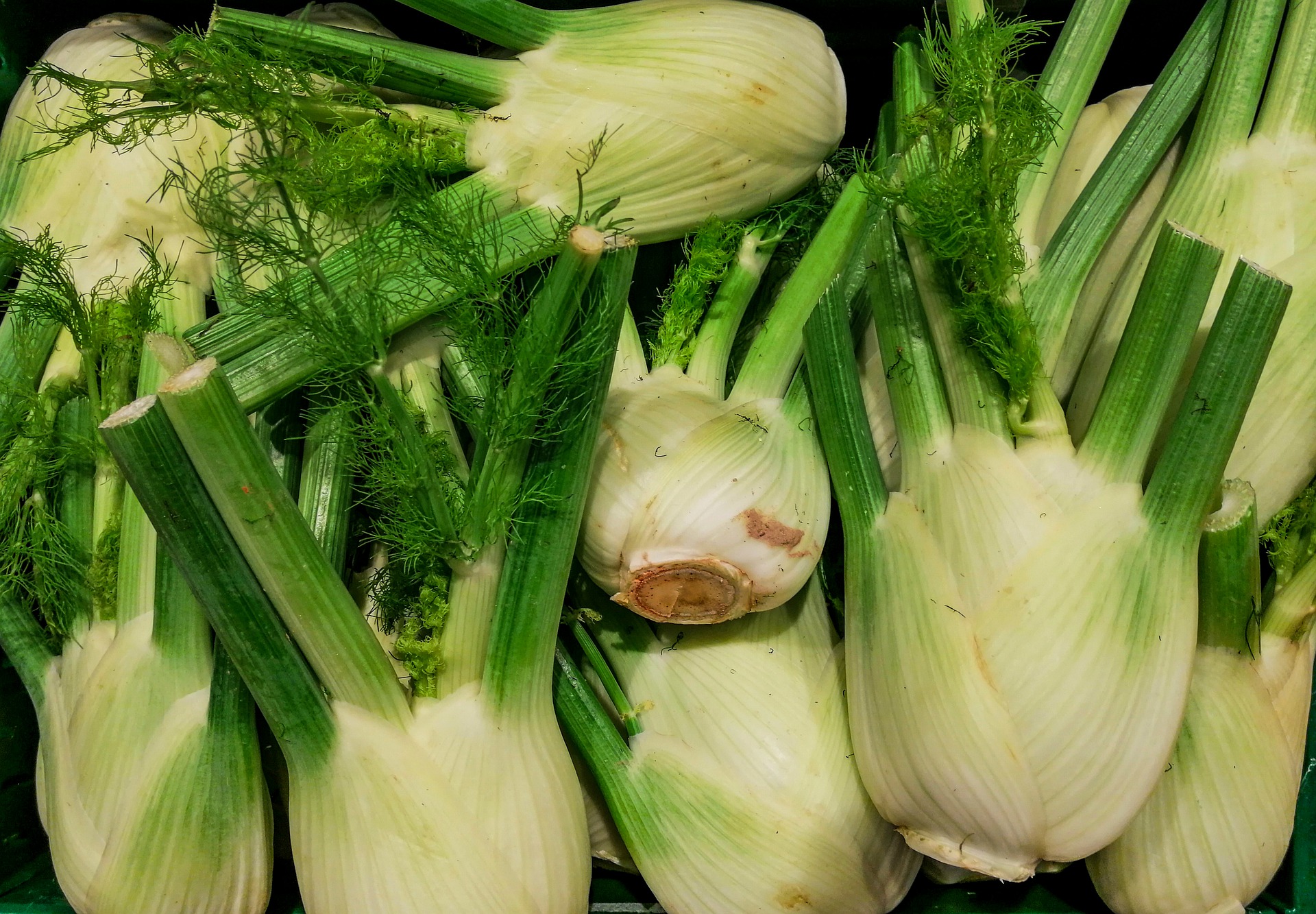 How to regrow celery?