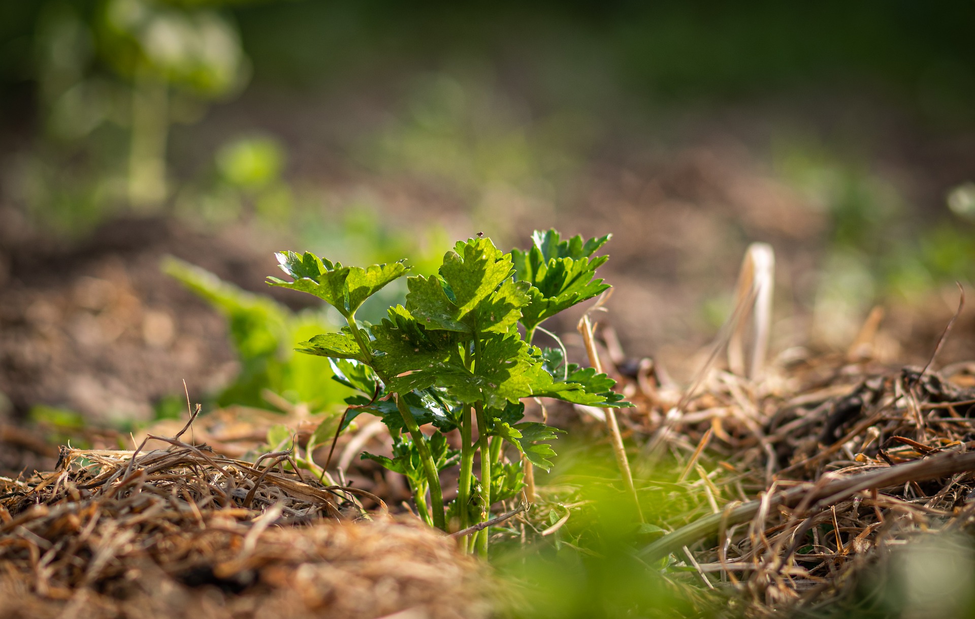 Try cultivating celery outdoors.