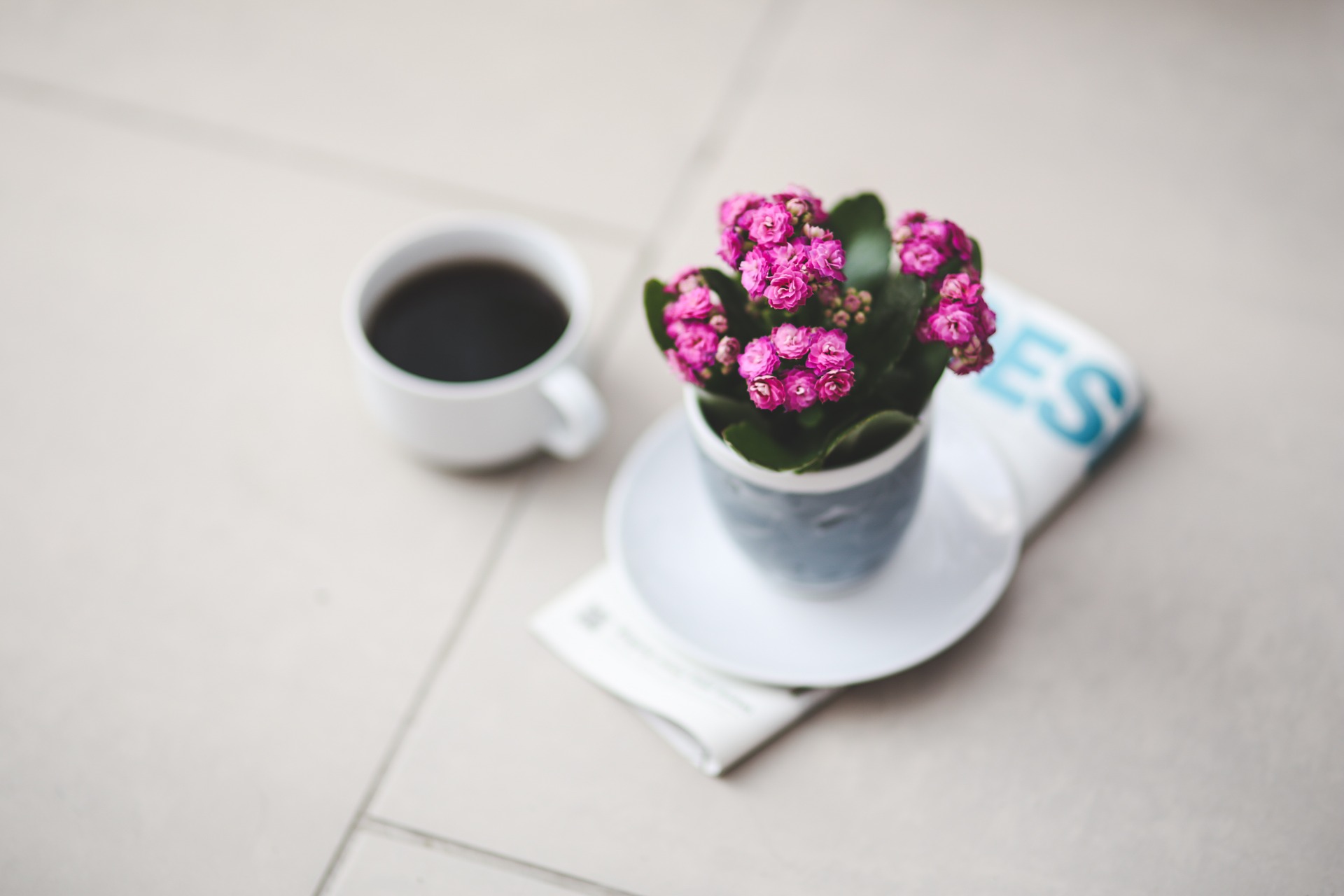 Kalanchoe