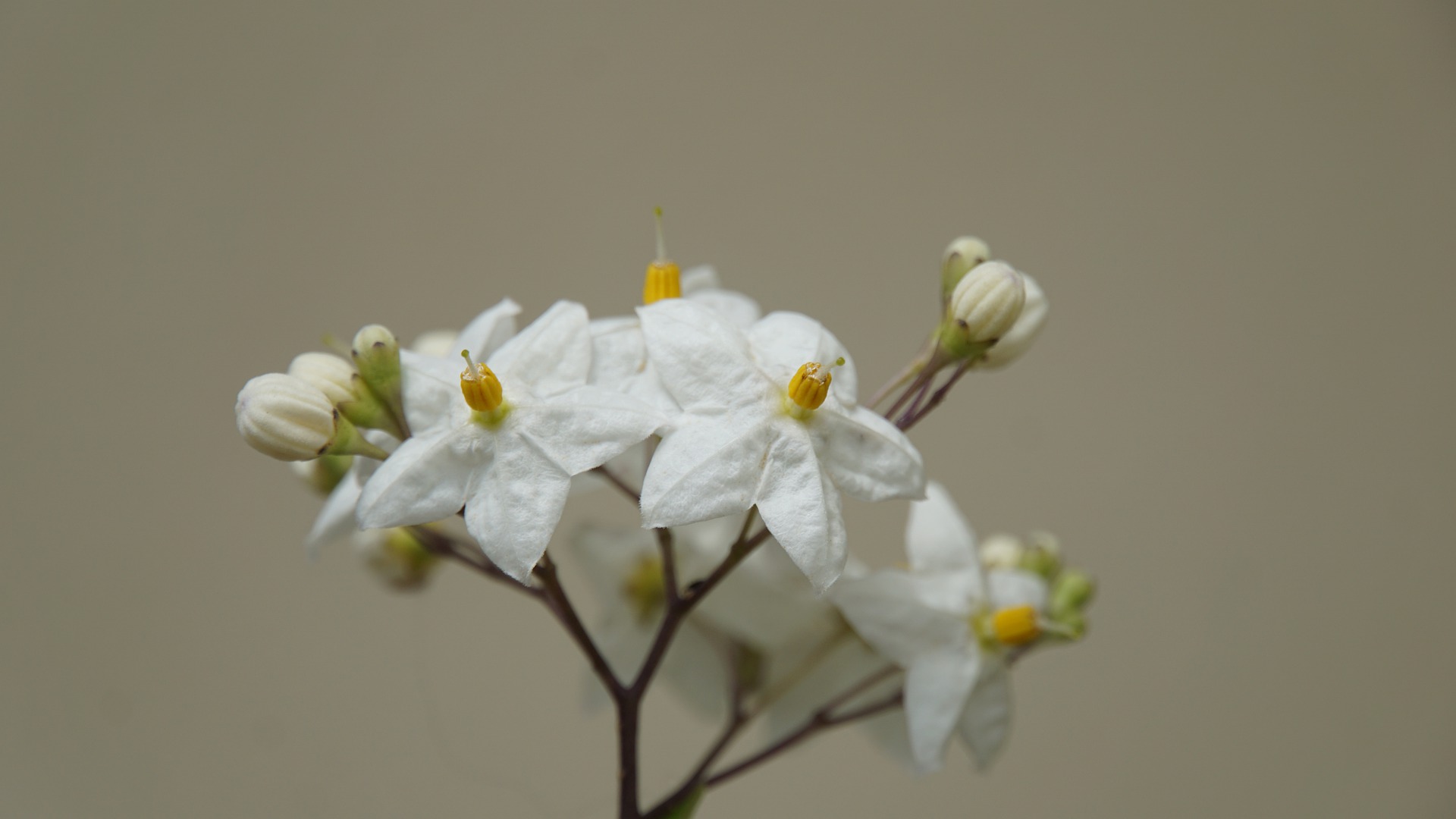 Jasmine