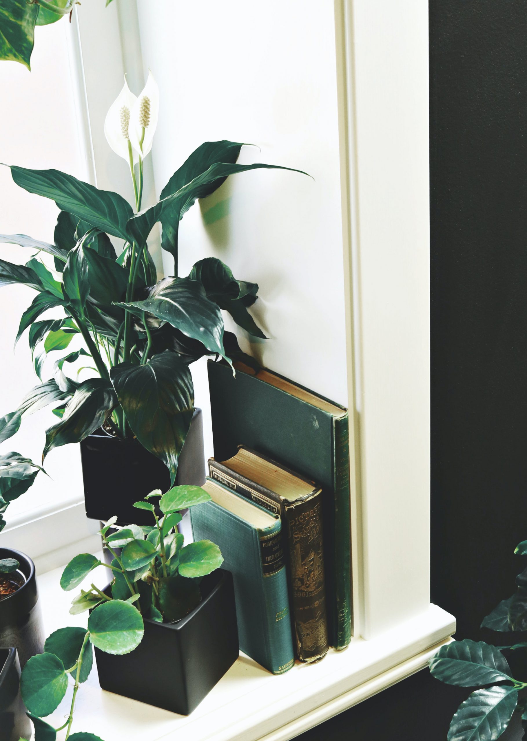 Peace Lily
