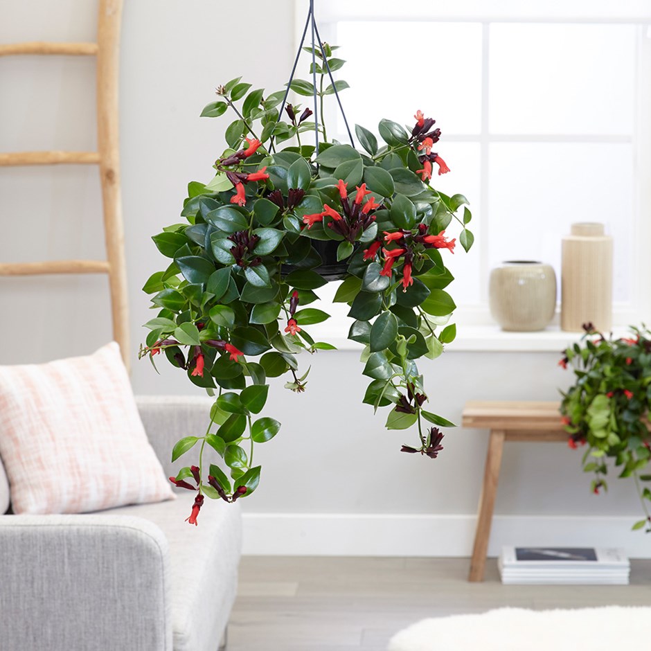 Lipstick plant