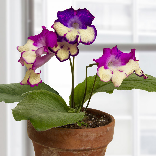 Cape Primrose