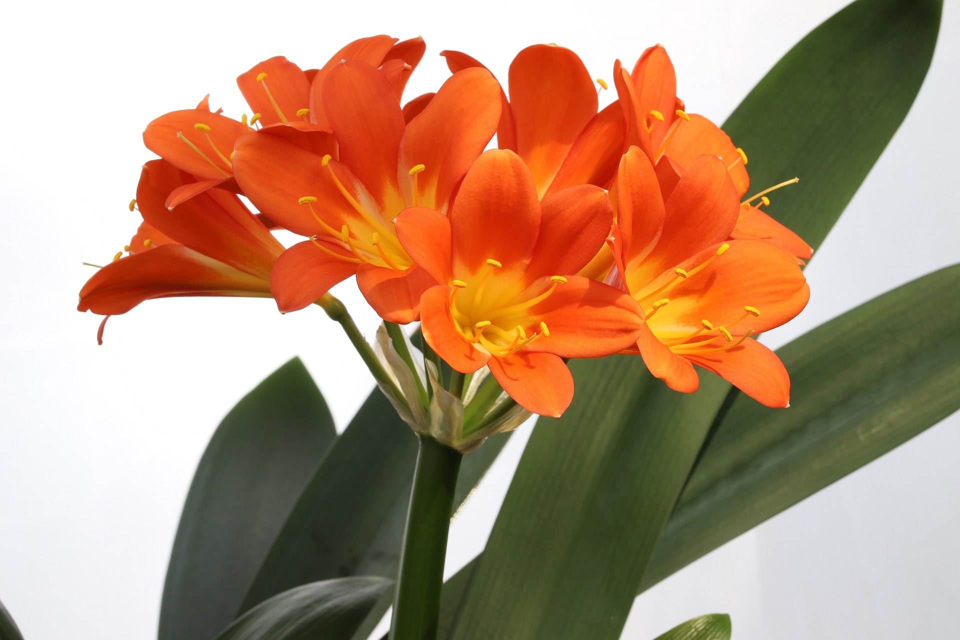 Clivia