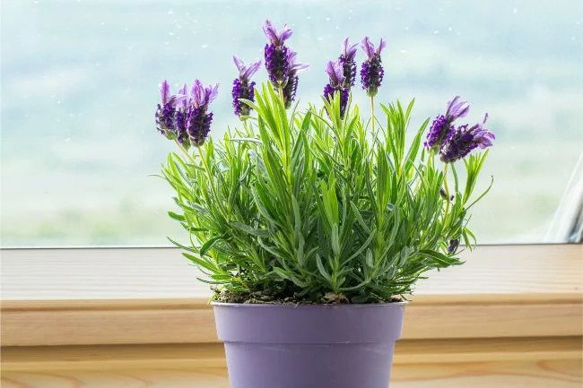 Lavender