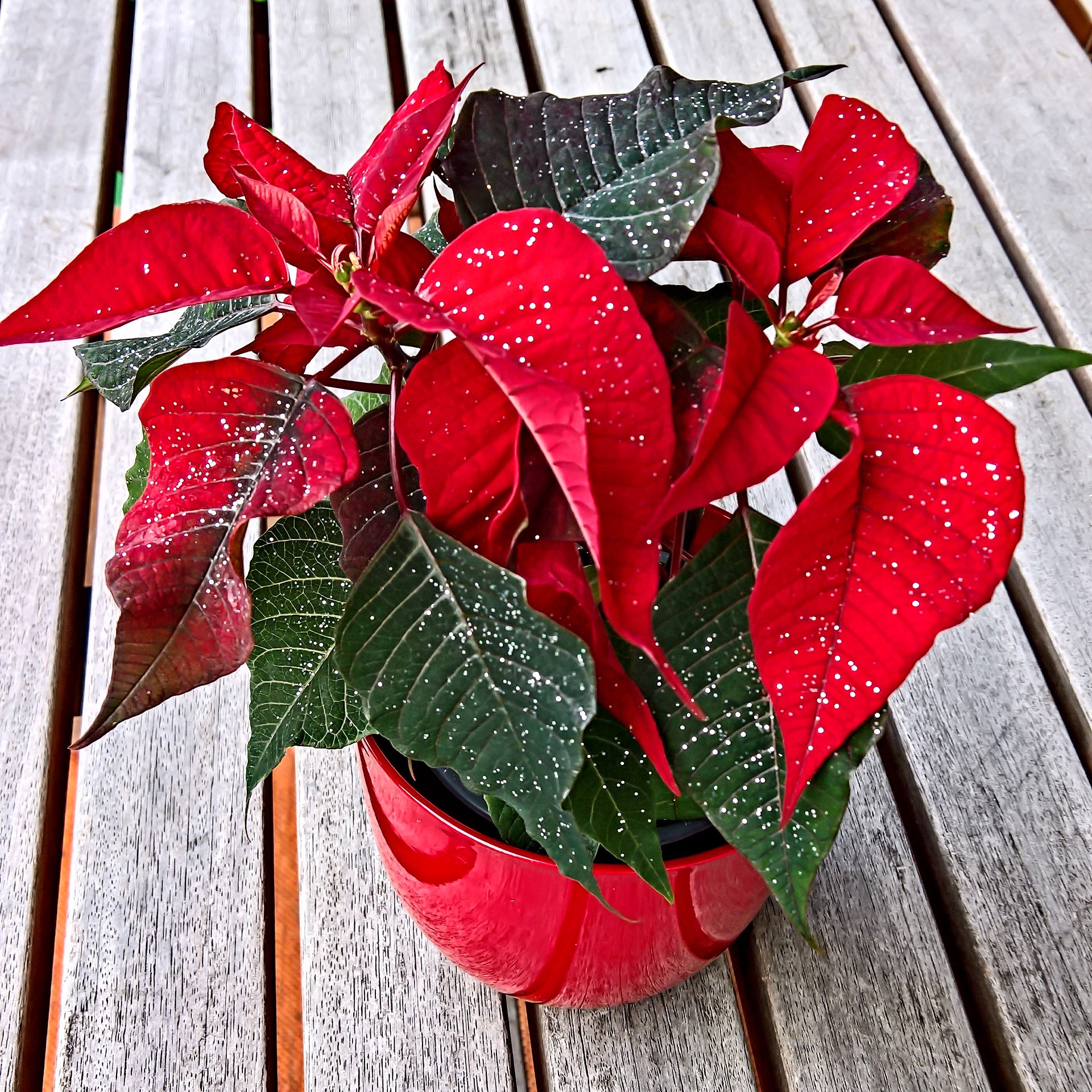 Poinsettia