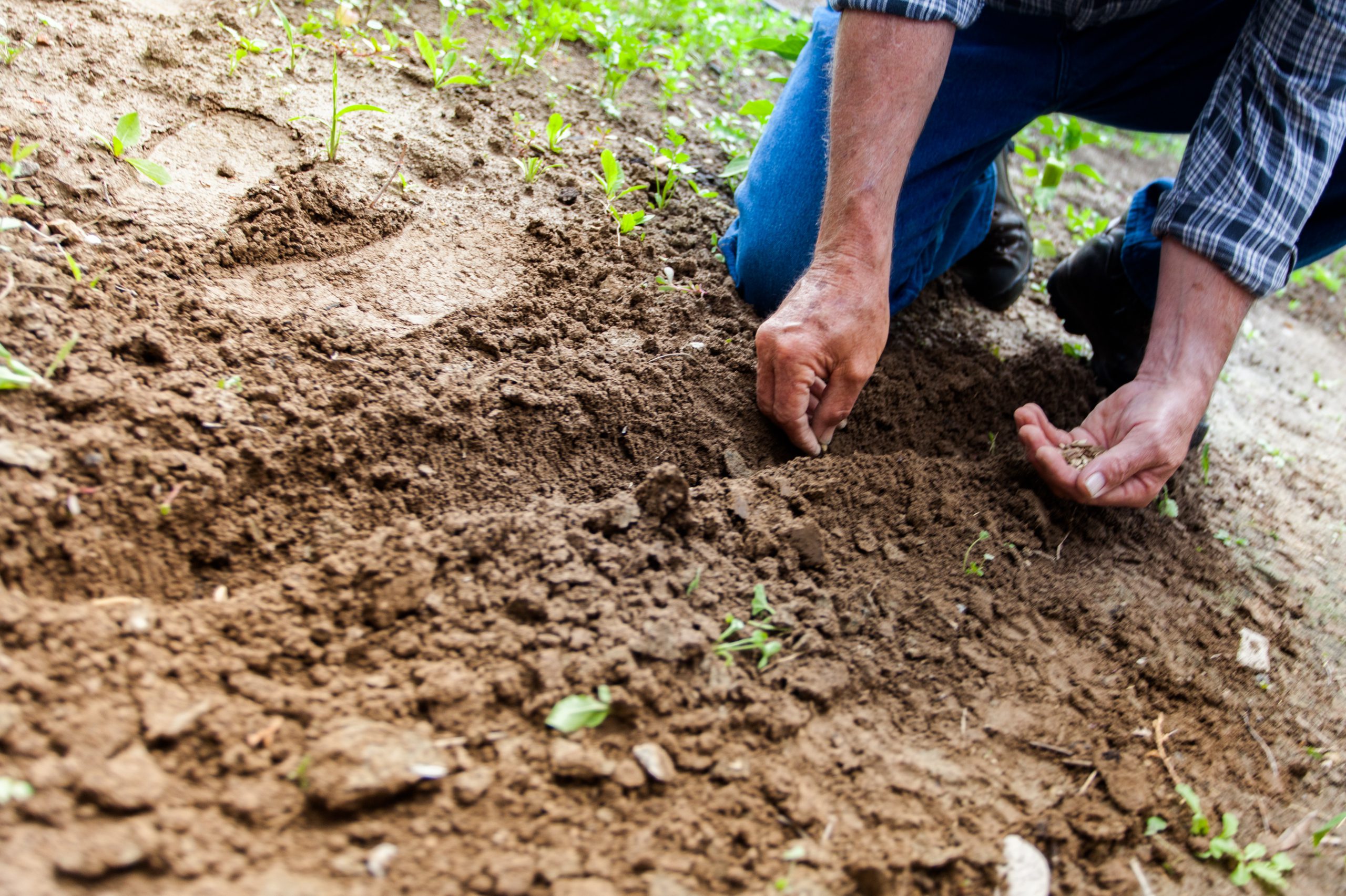 perennial growing in soil