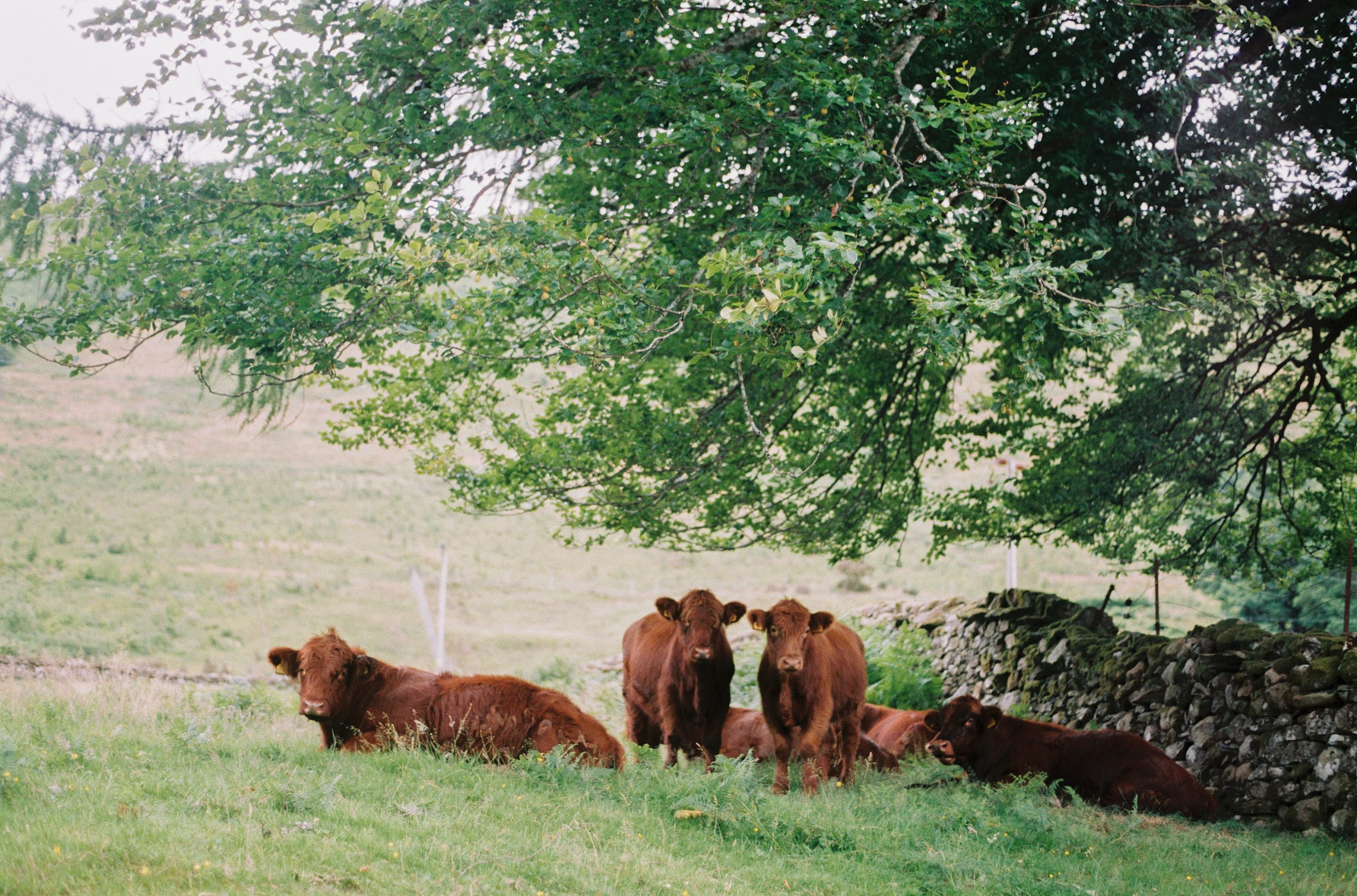 bison livestock