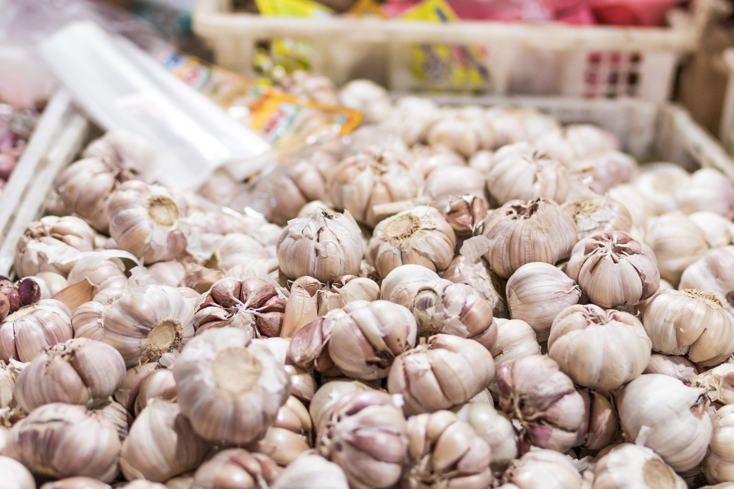 garlic