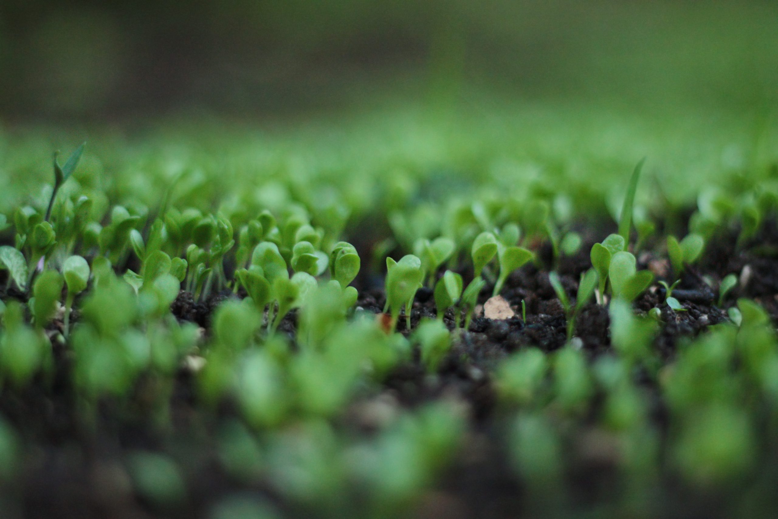 baby sprouts