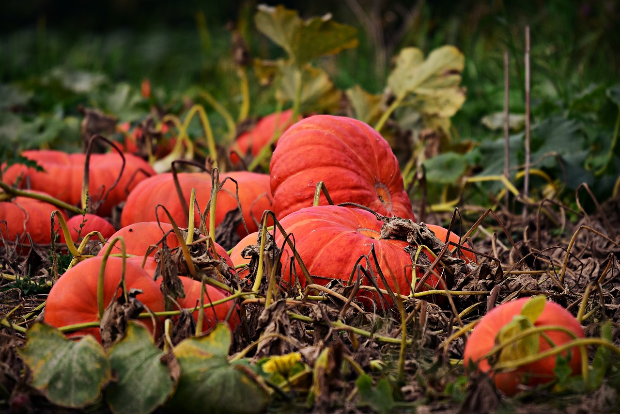 vibrant orange pumpkins laying on the ground