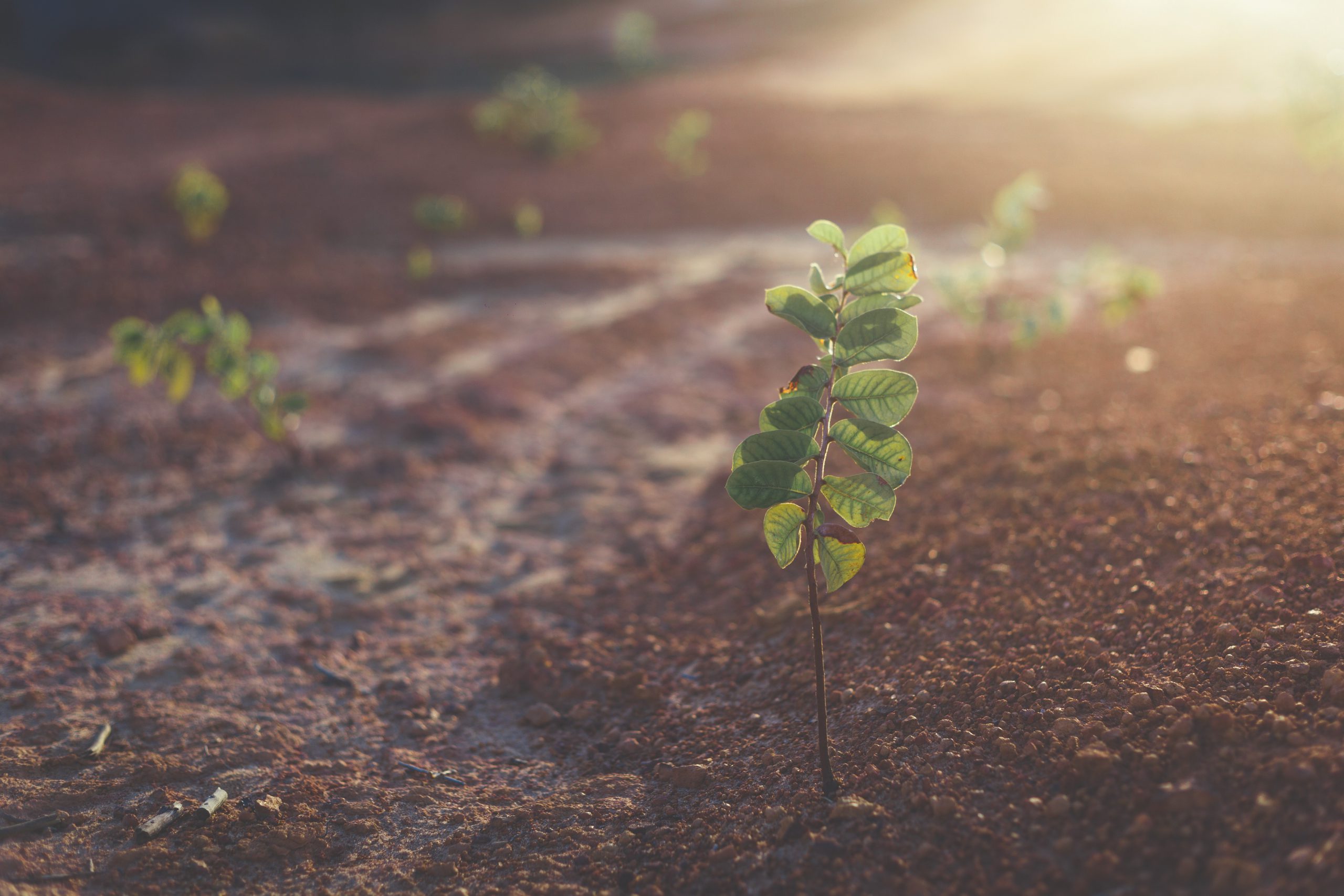 close up picture of growing plants with sun shinning