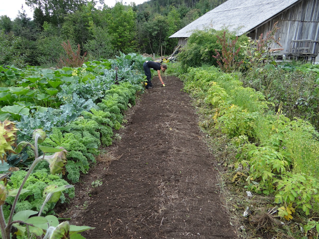 Lots of perennial vegetables in a farm