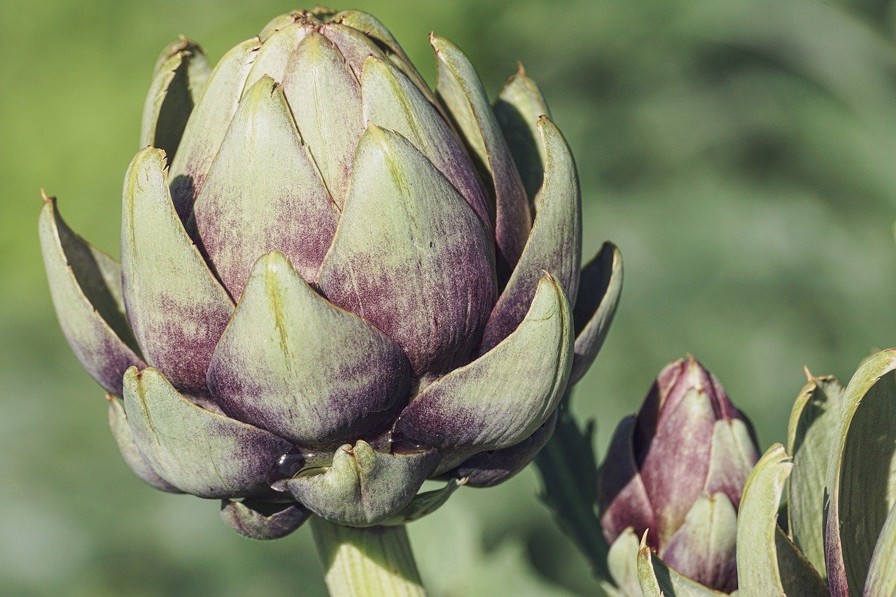 close up of artichoke