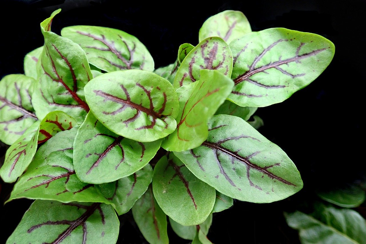 vibrant sorrel plant leaves