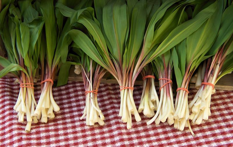 harvested Wild Leeks bundle