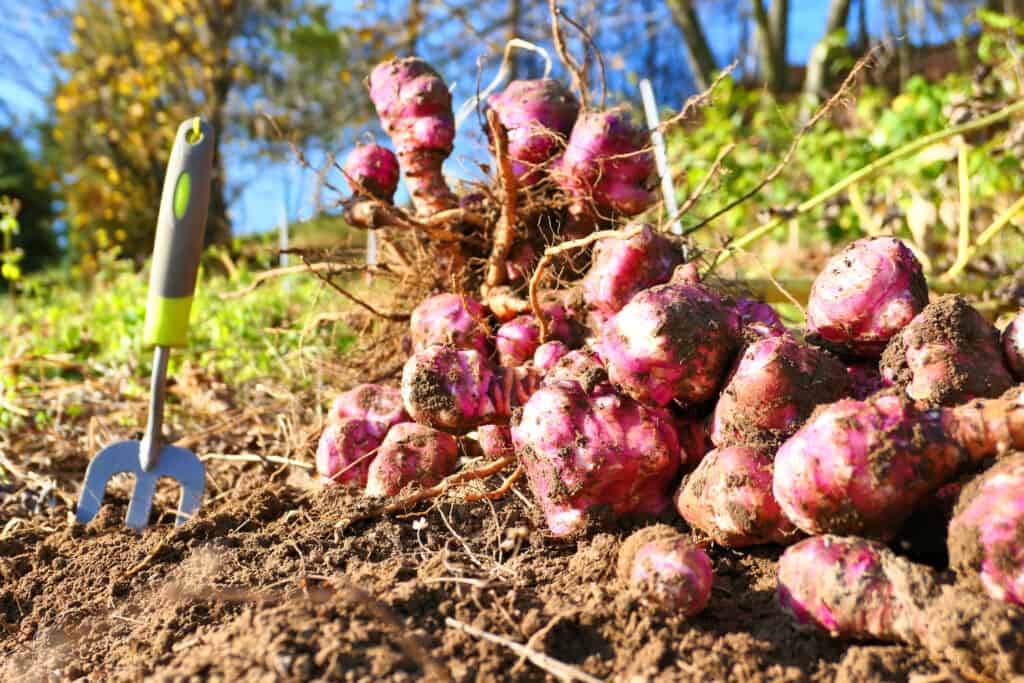 Purple Jerusalem Artichokes laying on the floor