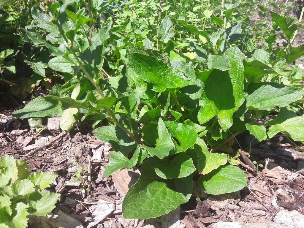 Good King Henry