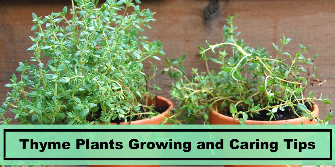 Thyme Plant (Thymus vulgaris) Growing At Home Tips and Care Plants