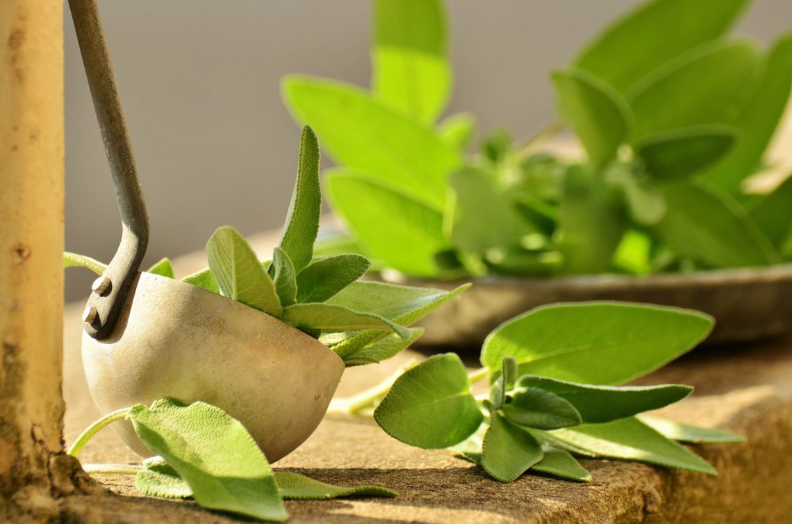 Sage Plants The Healing Herb, Plant Care and General Tips Plants