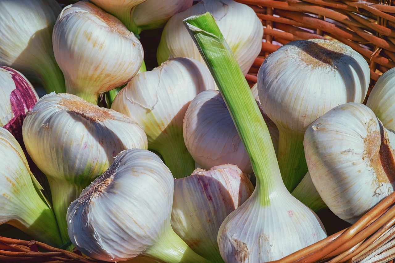 bundle of Hardneck garlic