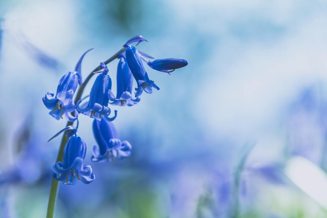 bluebell flower
