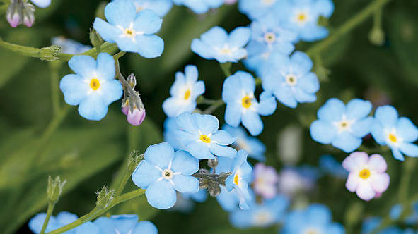 forget me not flowers