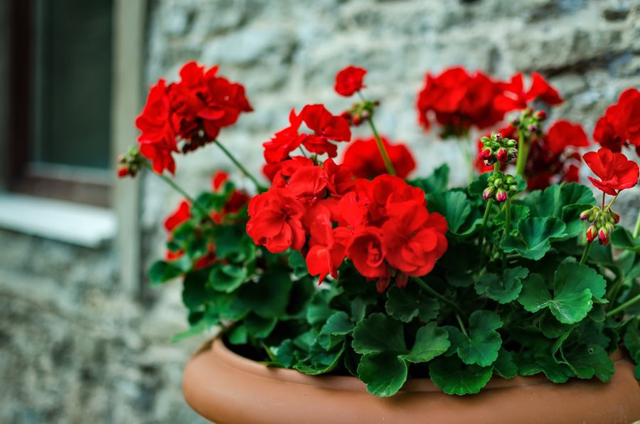 Geraniums flowers