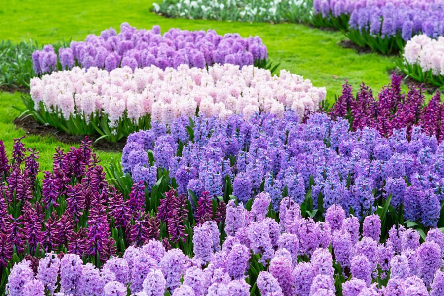 Hyacinth flowers