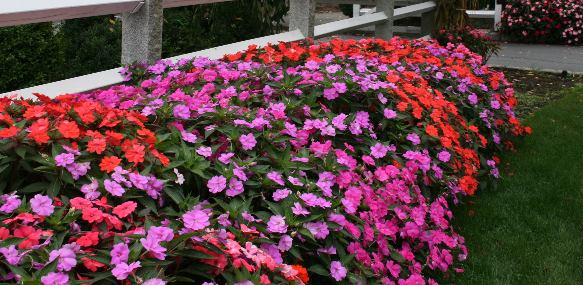 Impatiens touch me not flowers