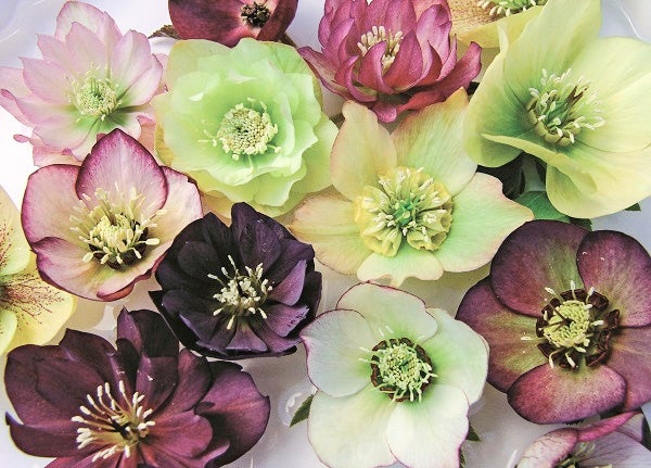 lenten rose flowers