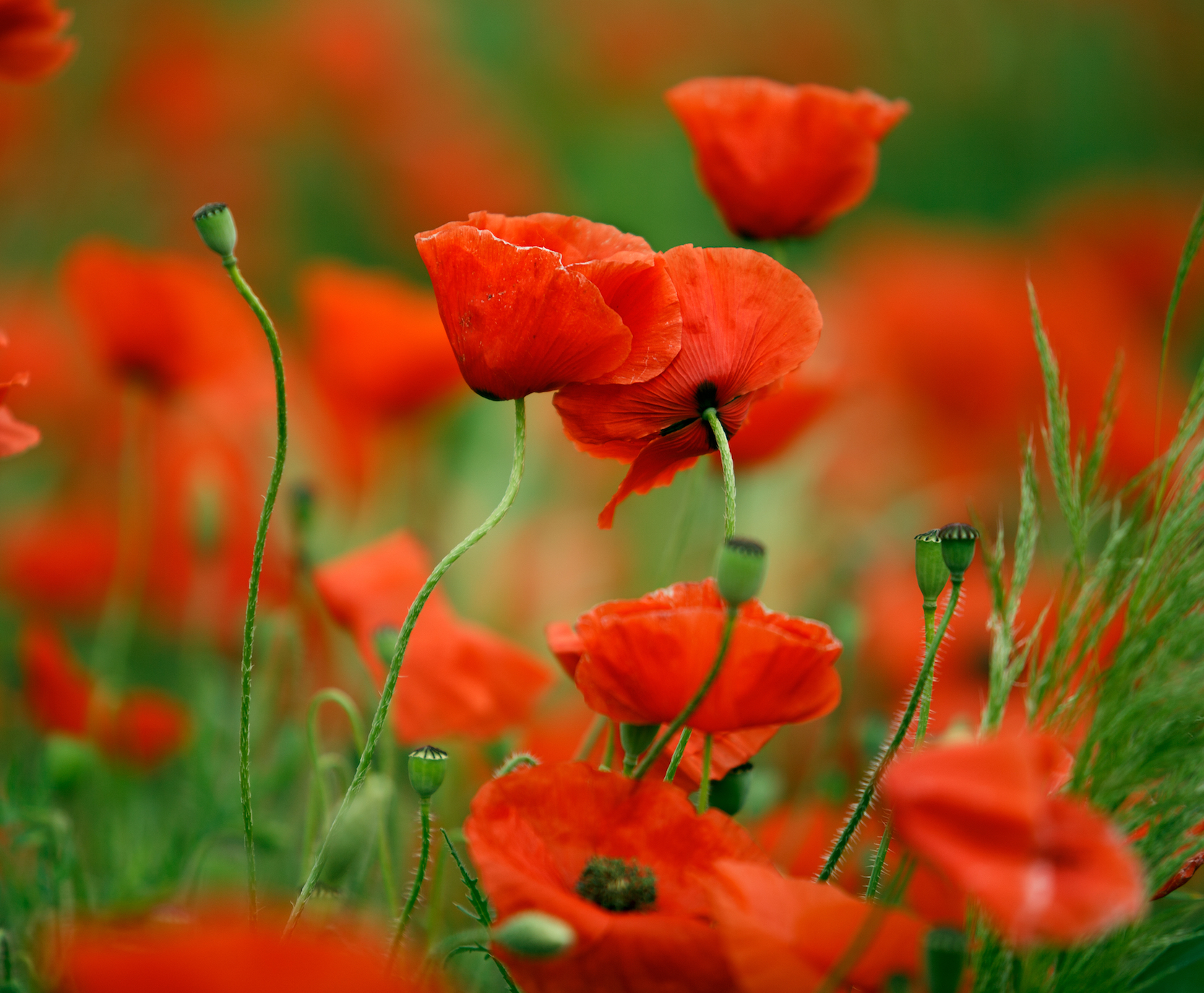 poppies flower