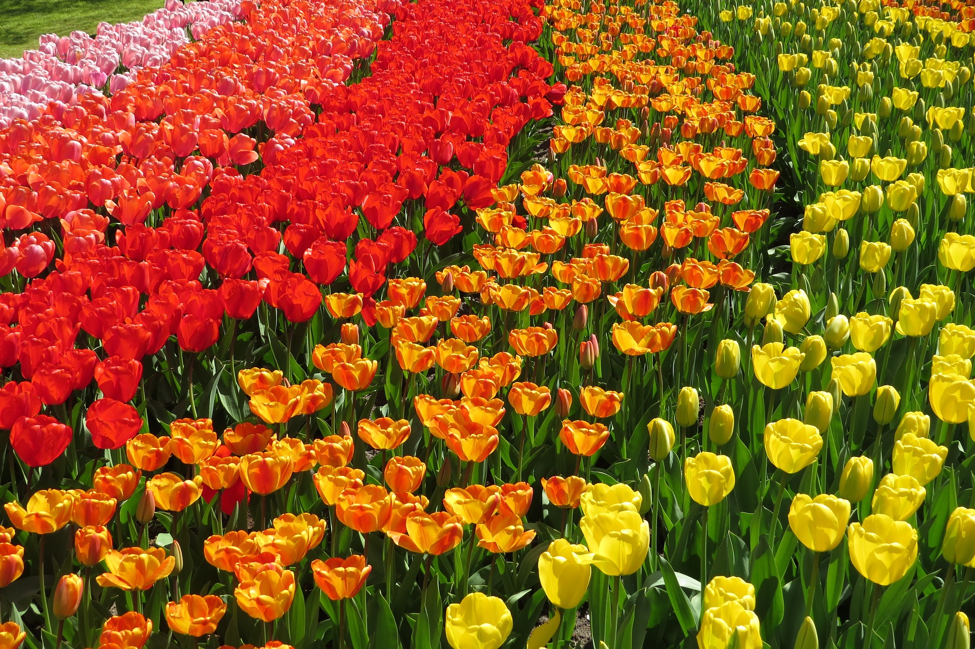 tulip flowers