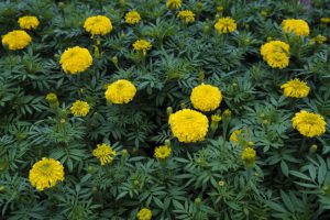 marigold pengusir nyamuk tanaman repellent gelber gialla calendula ampuh ditanam dengue nowadays marigolds mosquitoes brilio