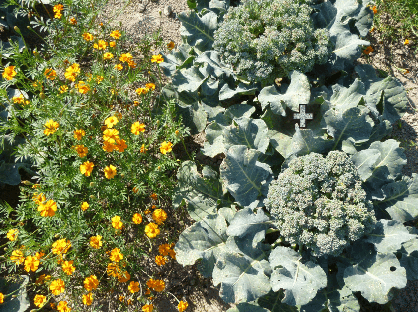 Marigold plants next to broccoli plants