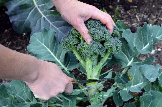 Cutting the heads of broccoli