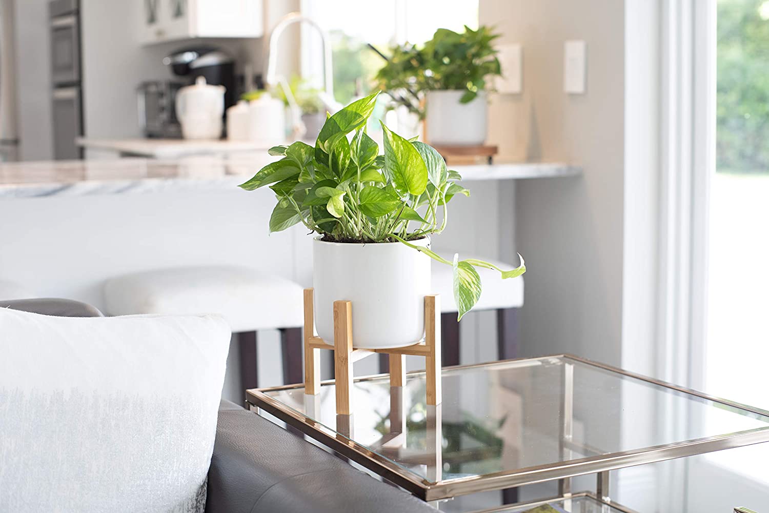 Pothos Plant Care The Ultimate Tips For 2021 Plants Spark Joy
