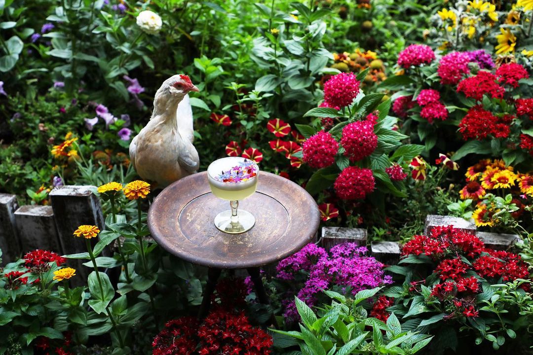 Bird next to a coctail in the garden