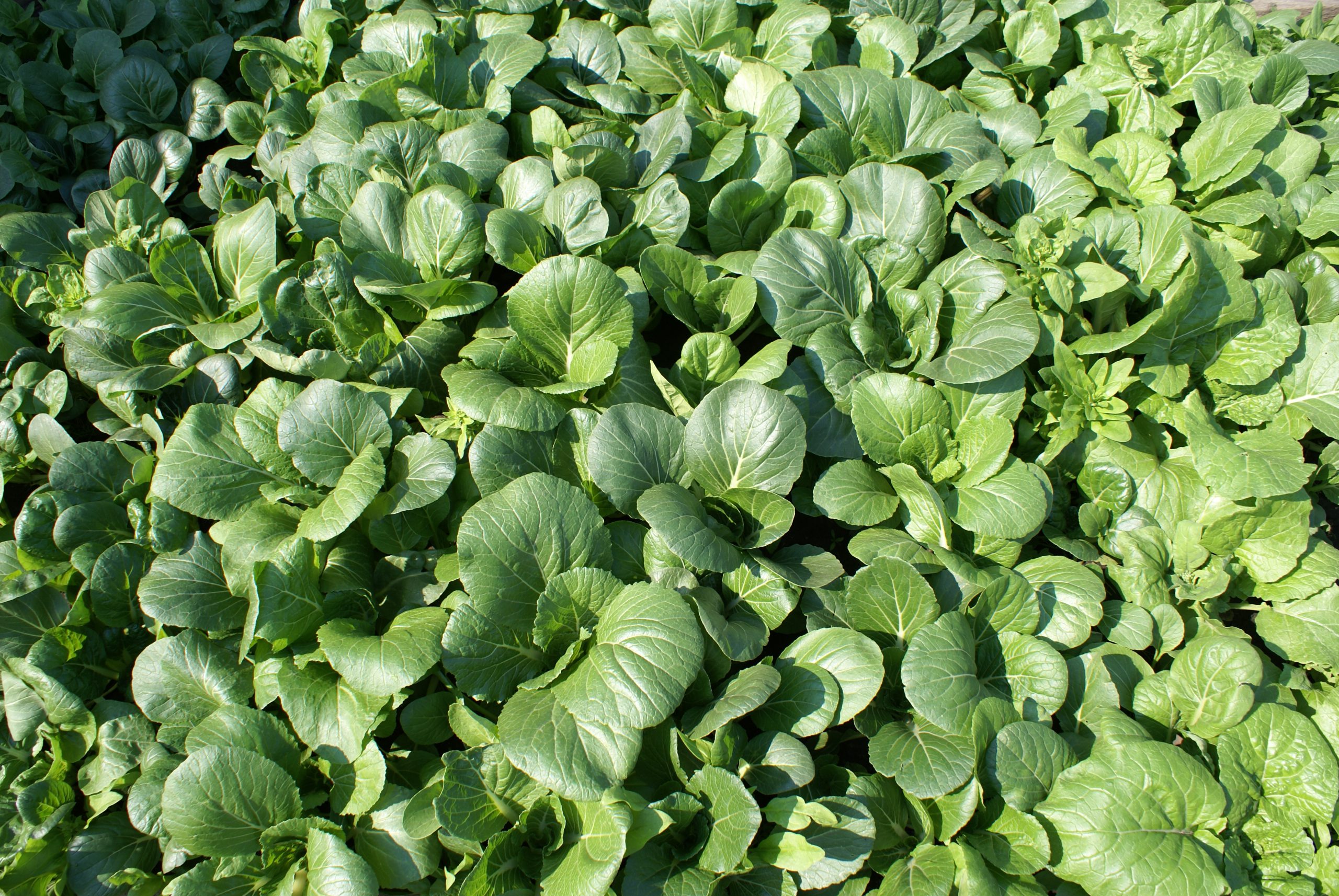 a lot of bok choy