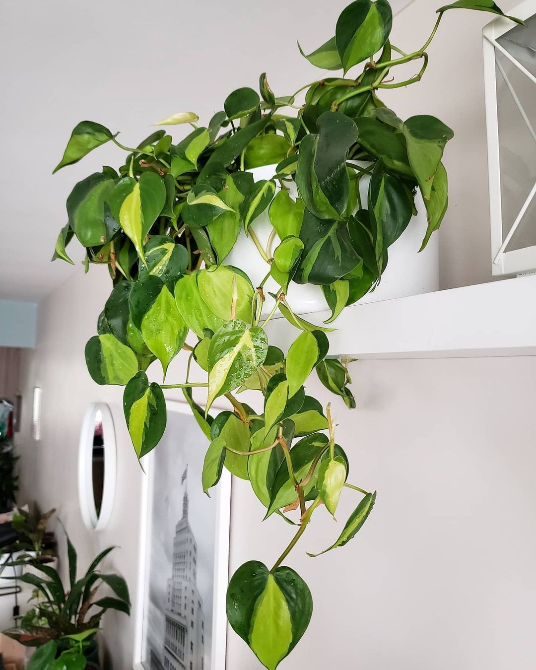 taurus pothos plant