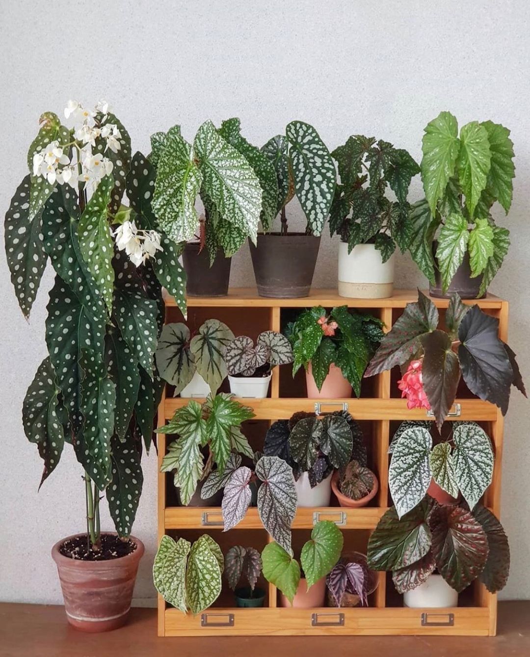 dragon plant